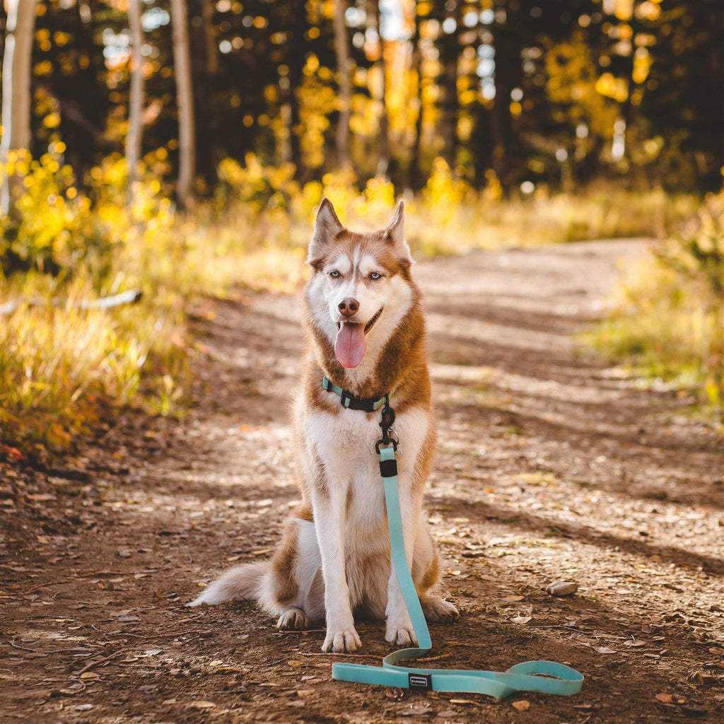 Waterproof Dog Leash F312482
