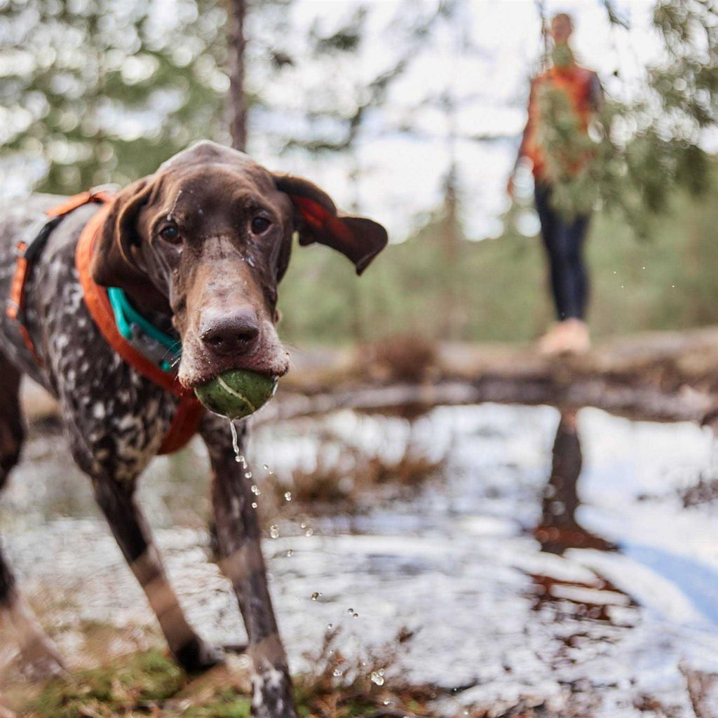 Casual Dog Y-Harness ECO E831