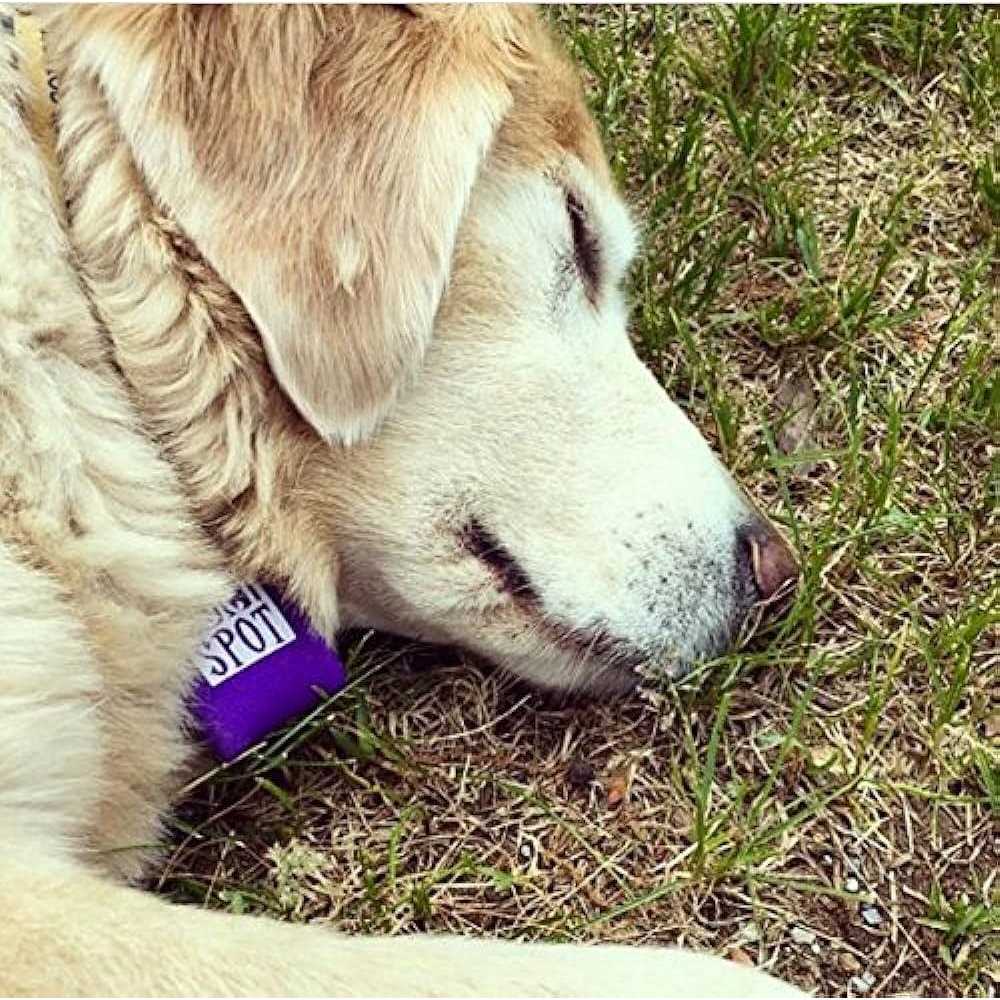 Pet Tag Silencer Q38347