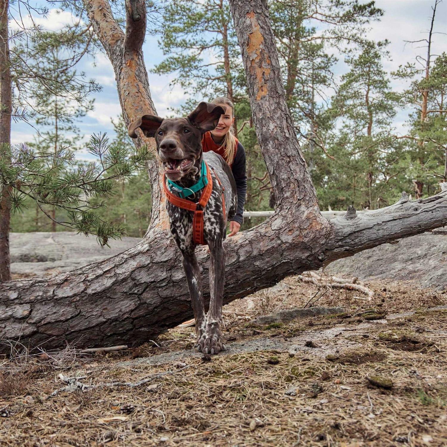 Casual Dog Y-Harness ECO E831