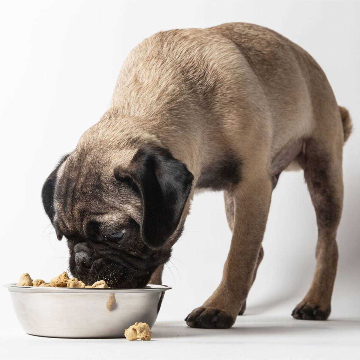Freeze Dried Raw Small Breed Dog Food J4346