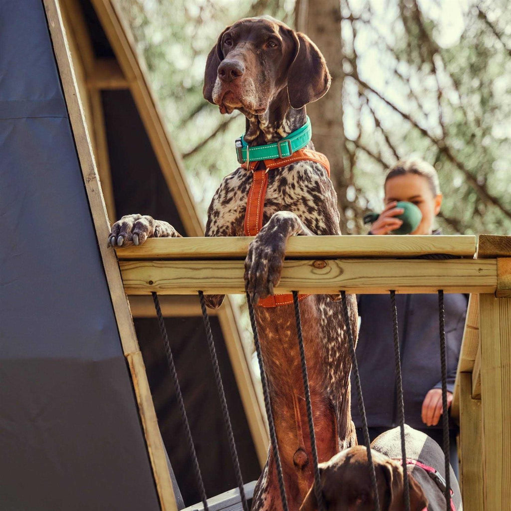 Casual Dog Y-Harness ECO E831