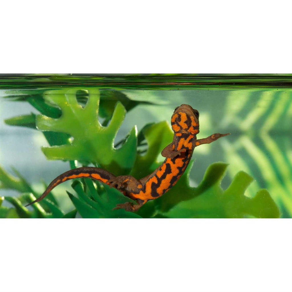 Paludarium Terrarium and Aquarium W816