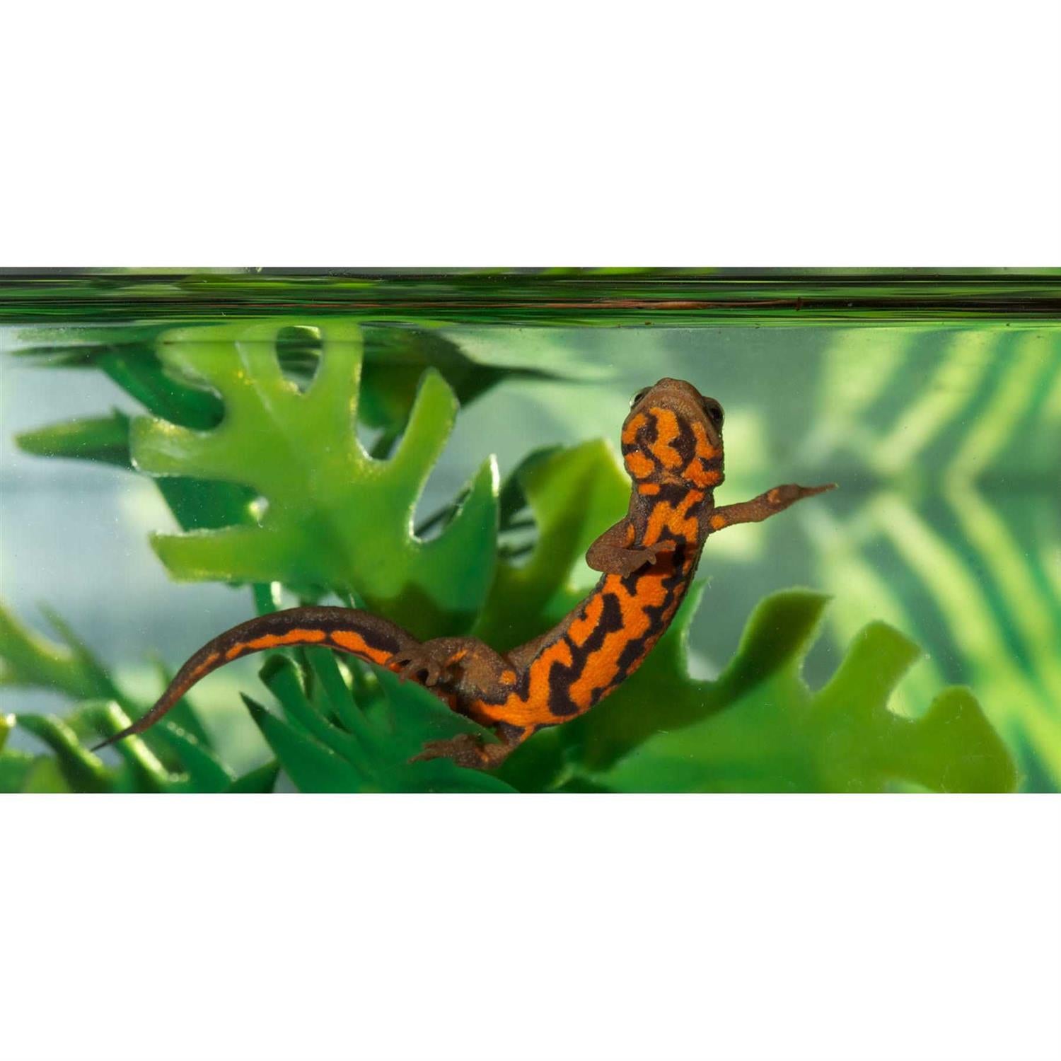Paludarium Terrarium and Aquarium W816