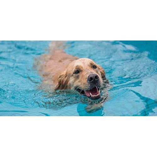 Dog Pool Ramp for Pets H7869