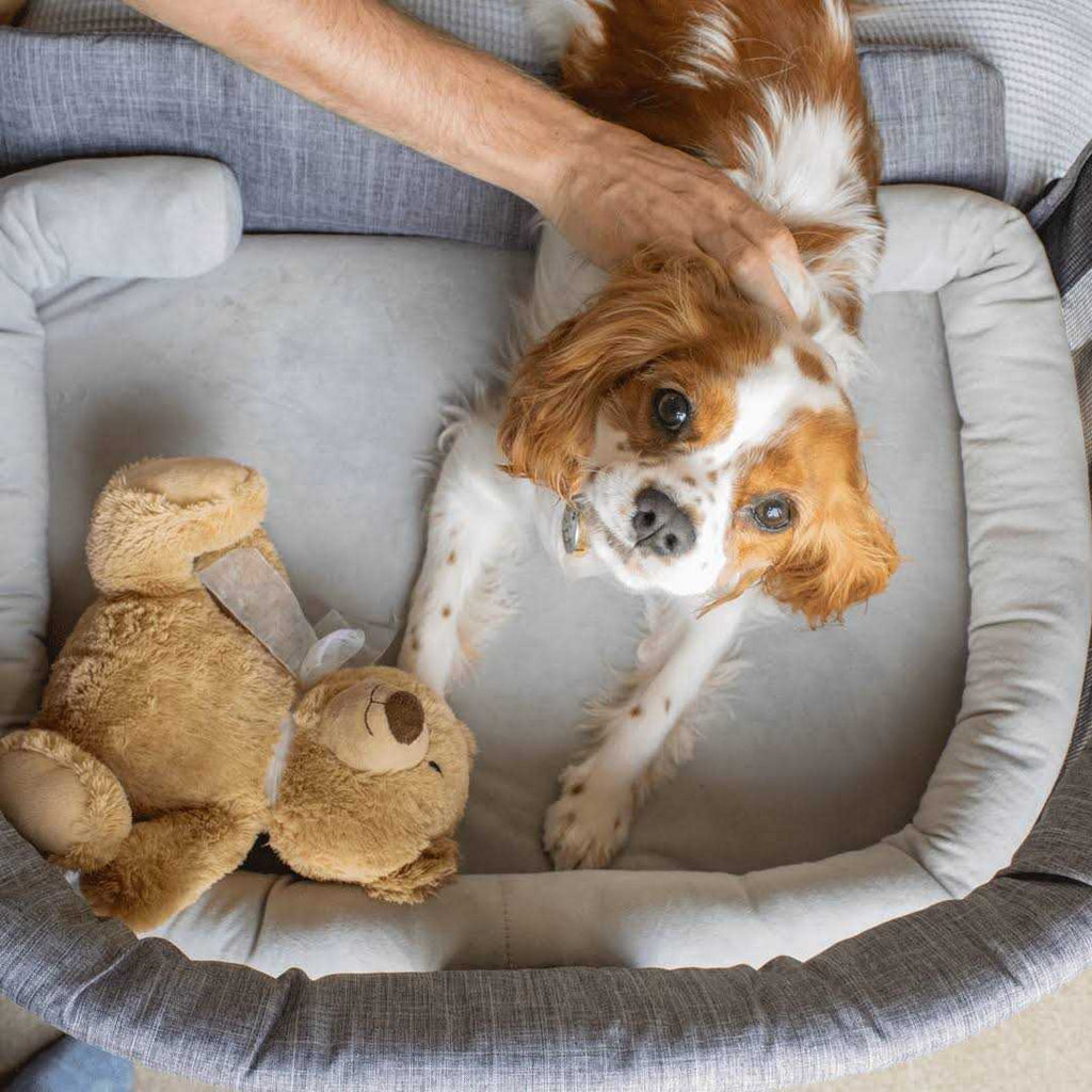 Close to Me Pet Bed Co-Sleeper X91248
