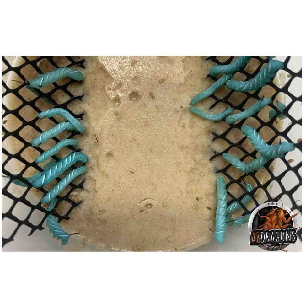 Dubia Roach Hornworm Superworm Live Feeder Combo Reptile Food T958