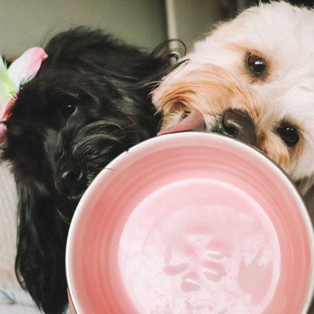 Pet Bowl P966