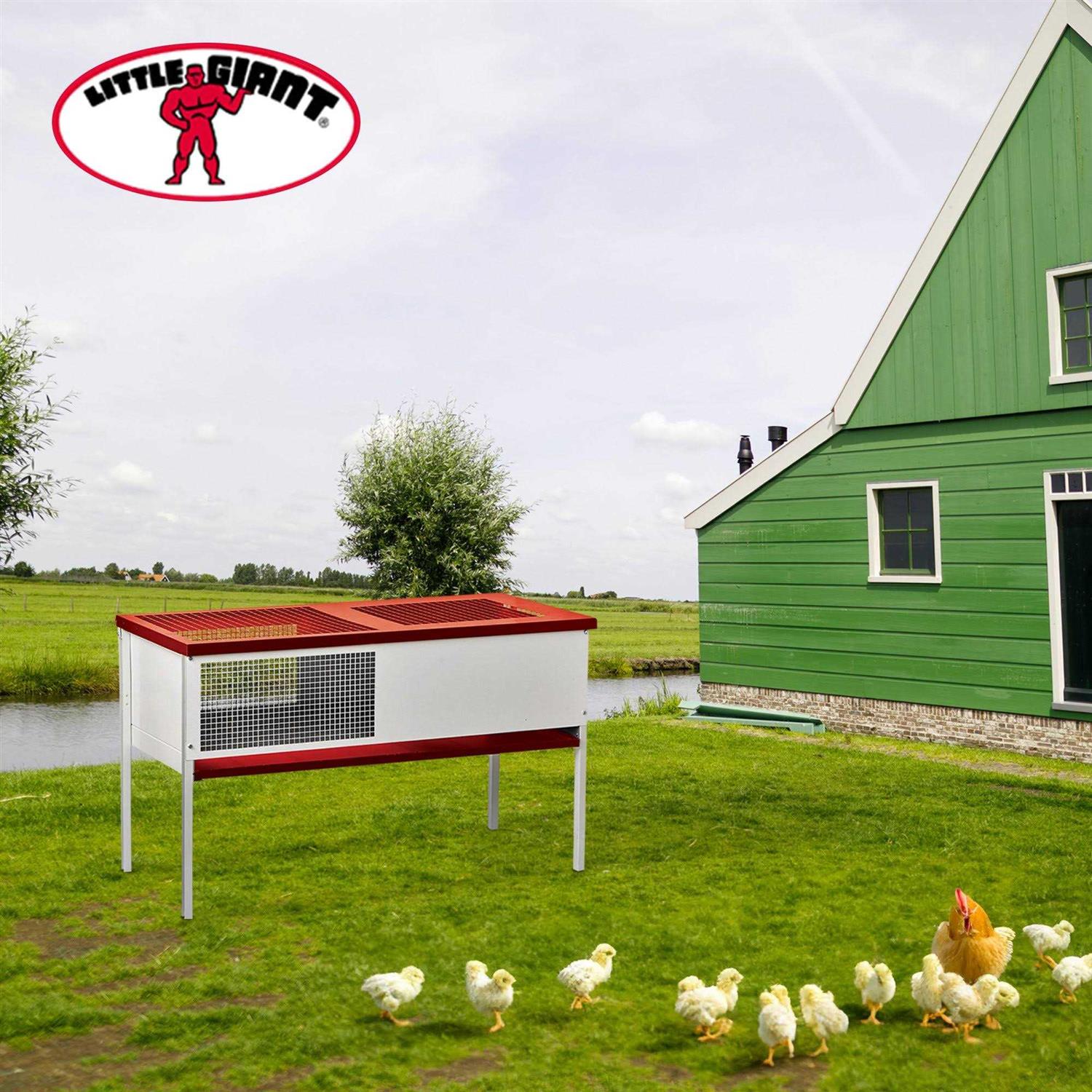 Chick Brooder Box Galvanized K122