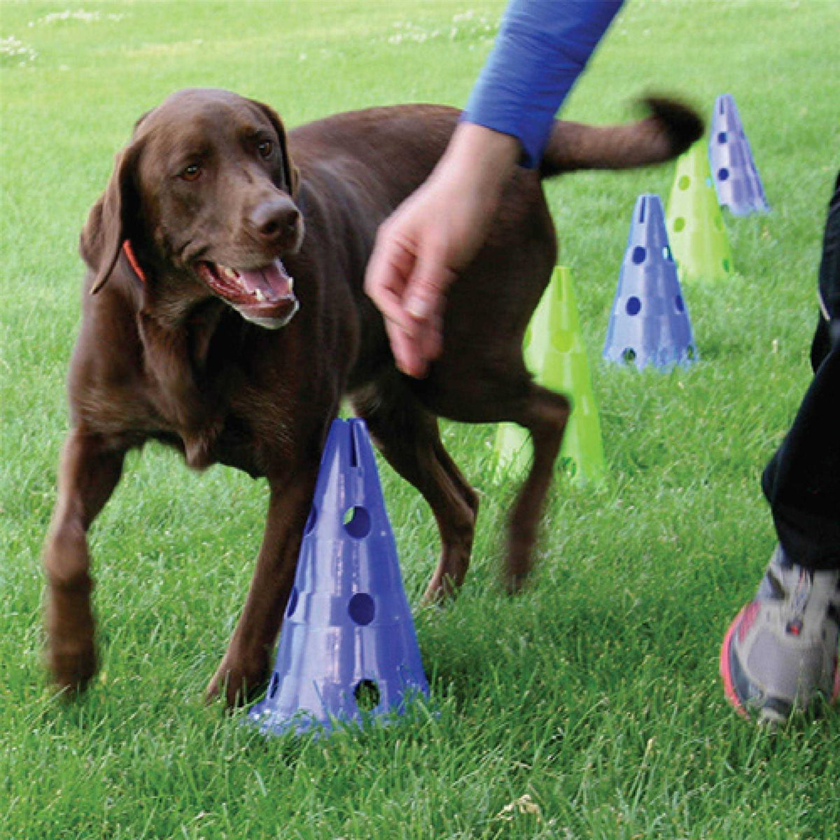 Dog Agility Training Kit S654