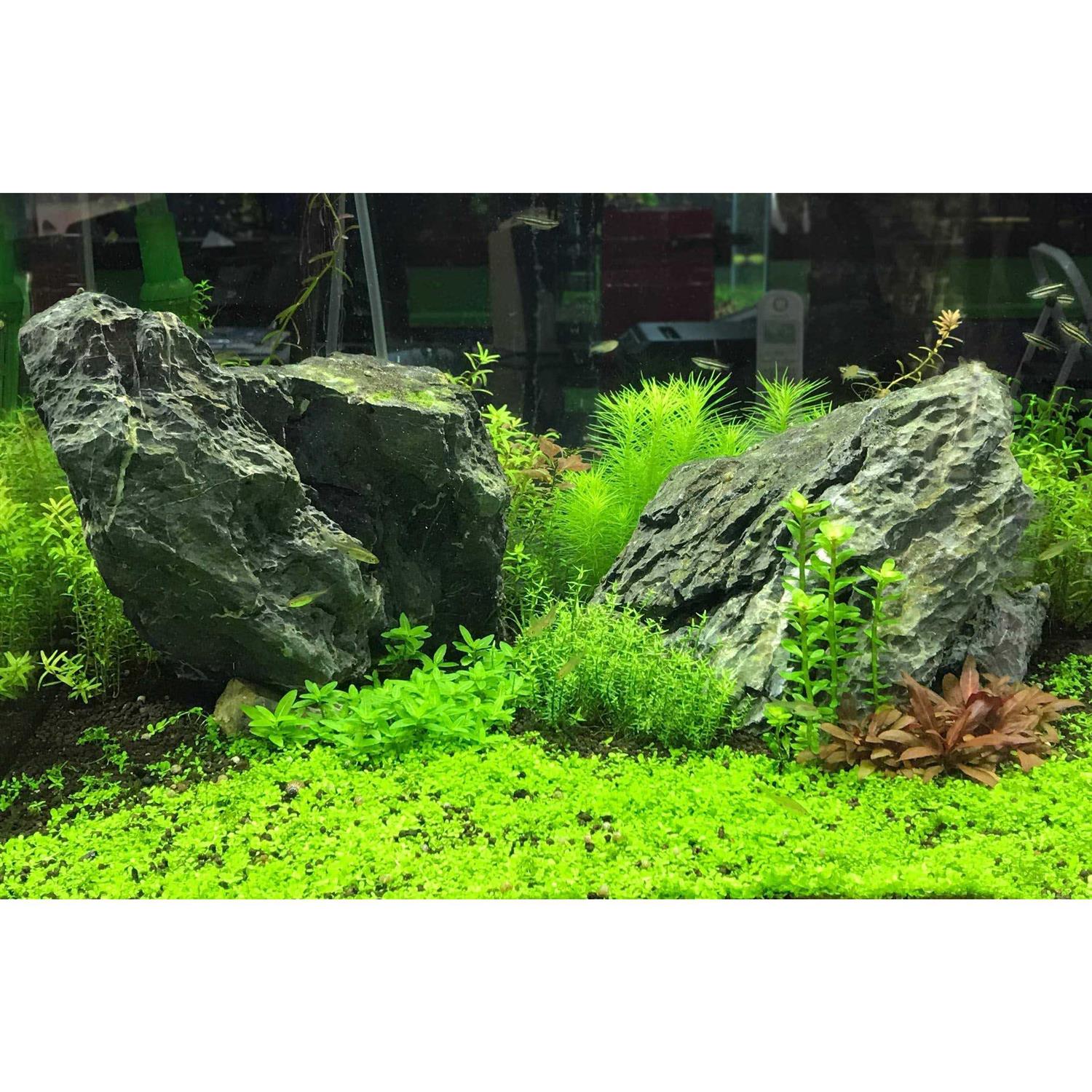 Potassium Supplement for Aquarium Plants L184