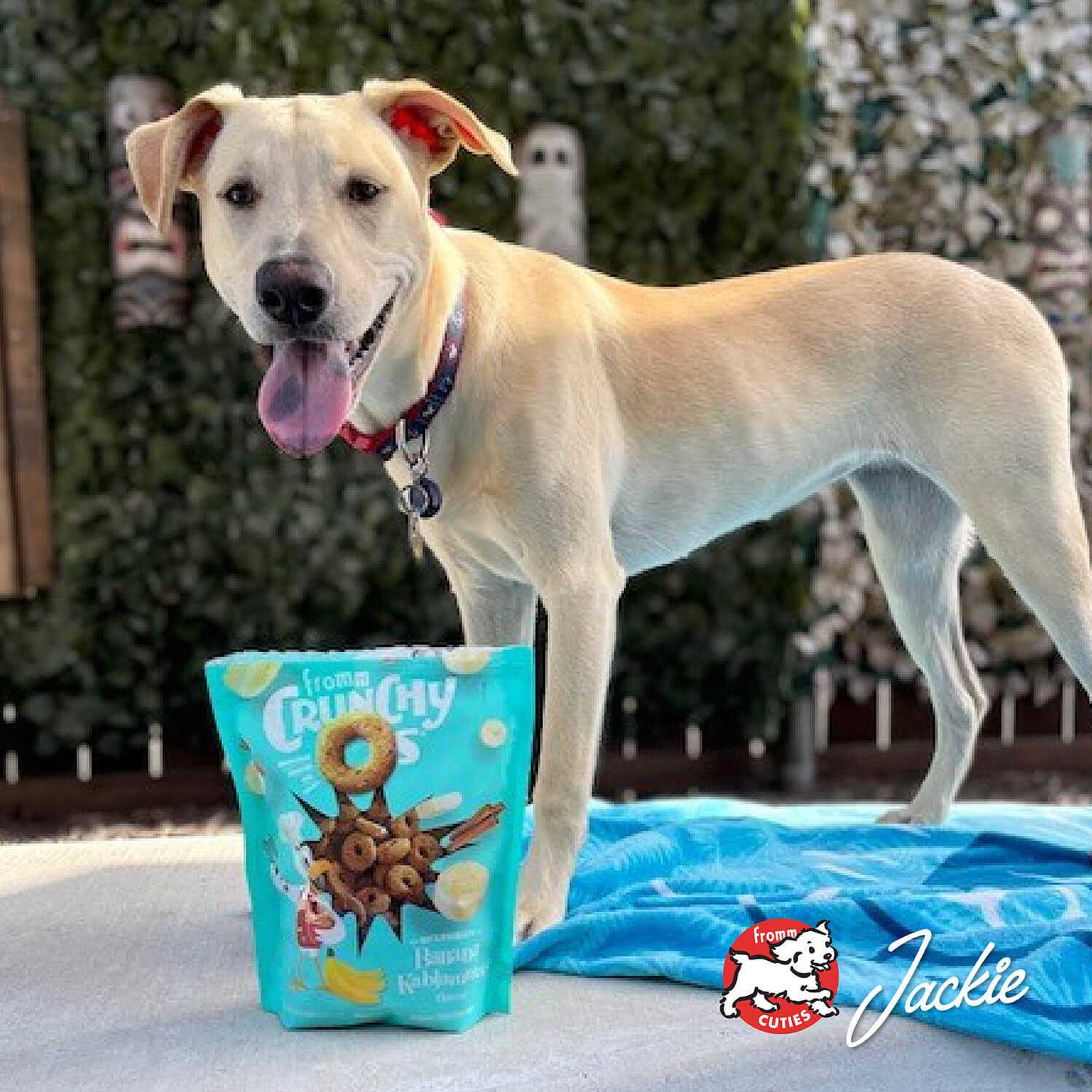 Crunchy O's Dog Treats X9509