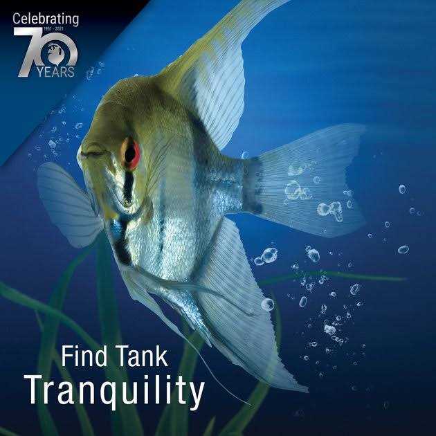 Aquatic Turtle Deluxe Kit 20 Gallons with Filter and Heating Lamps A470094