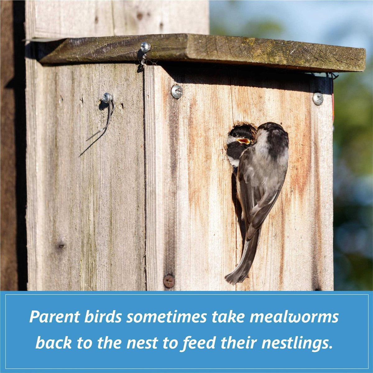 Mealworms Wild Bird Food U899684