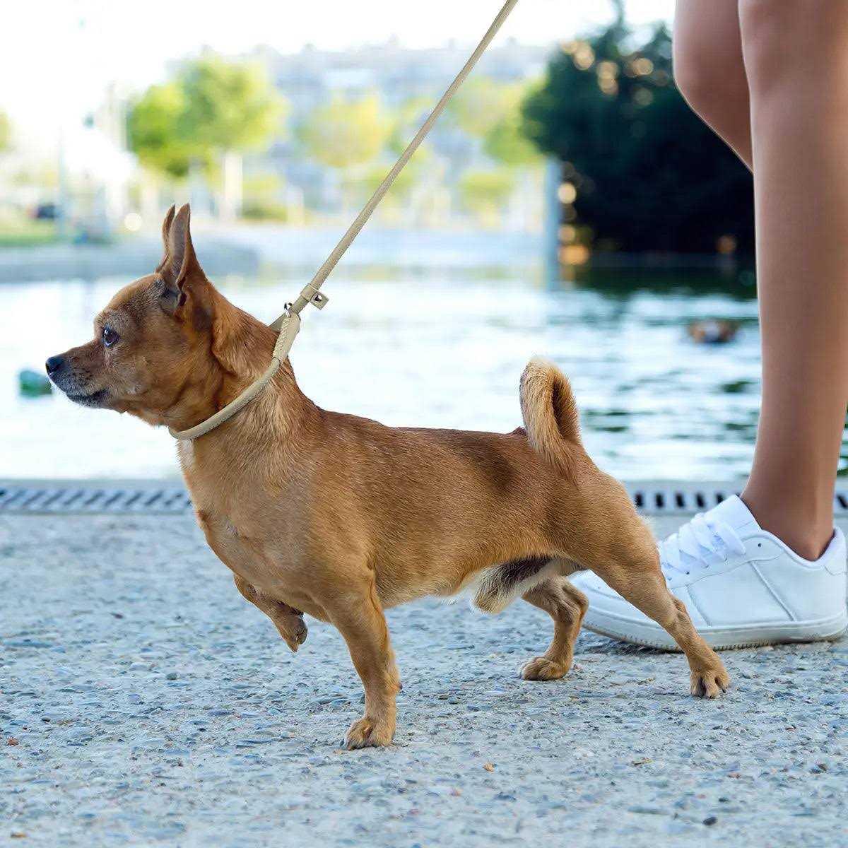Leather Round Slip Lead for Dogs N601