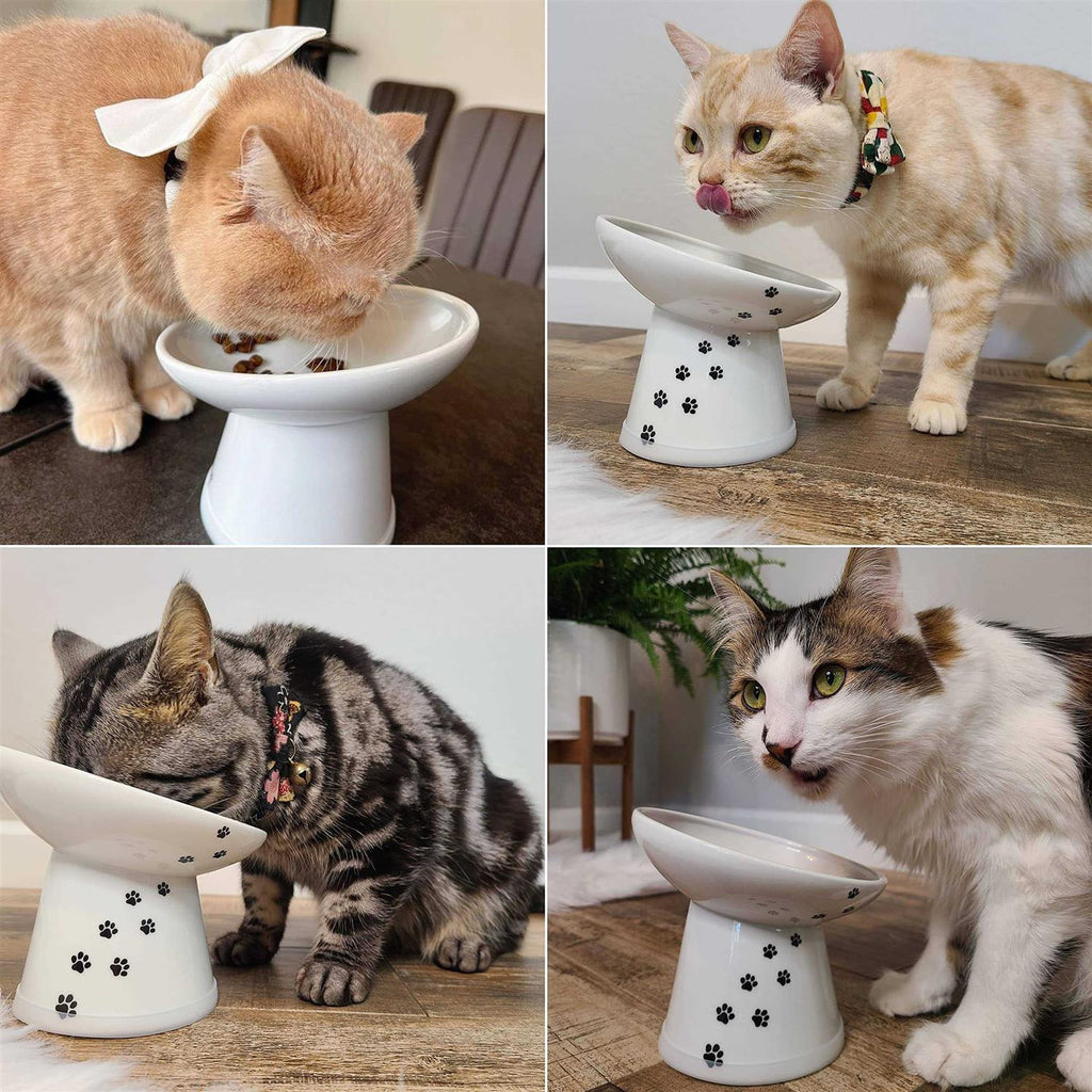 Tilted Raised Cat Food Bowl Y62615