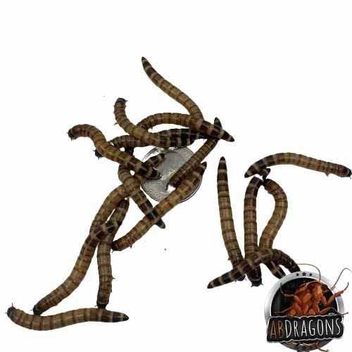 Dubia Roach Hornworm Superworm Live Feeder Combo Reptile Food T958