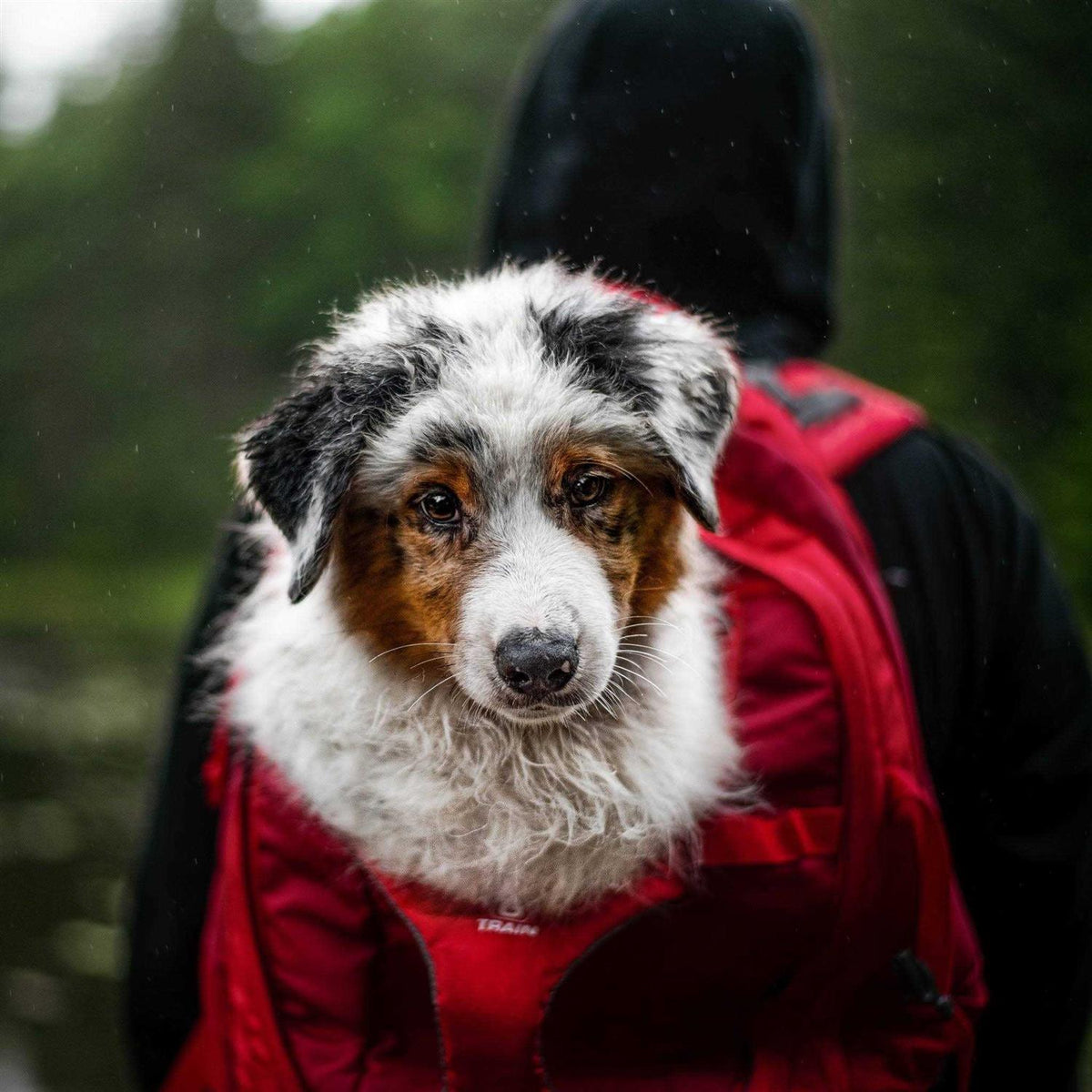 Backpack Dog Carrier Z49499