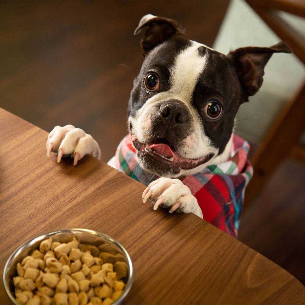 Freeze Dried Raw Small Breed Dog Food J4346