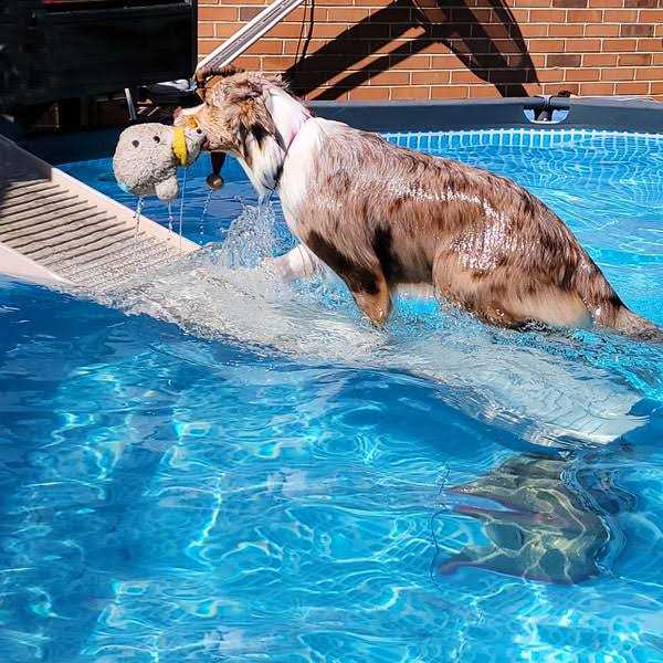 PetStep Pool Ramp For Dogs - Pet Supplies online store