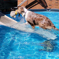 PetStep Pool Ramp For Dogs - Pet Supplies online store