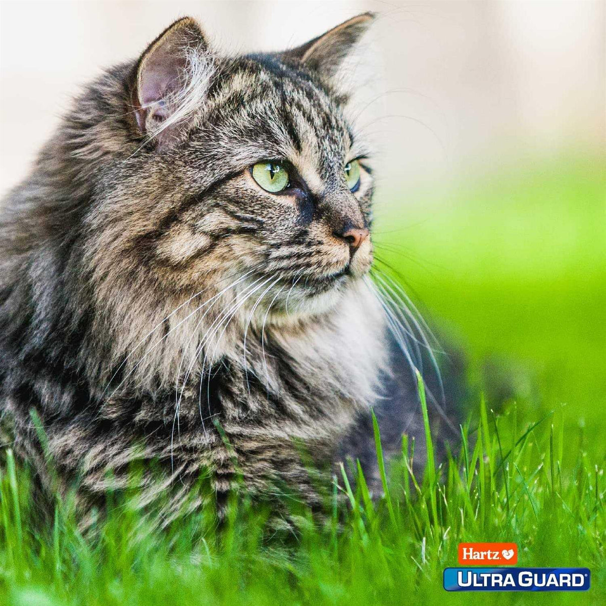 Flea and Tick Prevention for Cats J436816