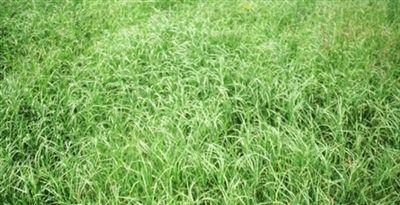 Bermuda Grass Seeds - 50 lbs. C210467