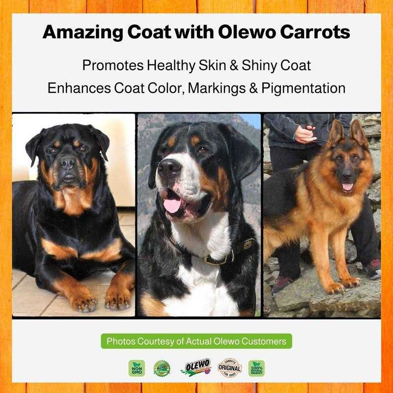 Dehydrated Carrots for Dogs Fiber Supplement Food Topper Y256105