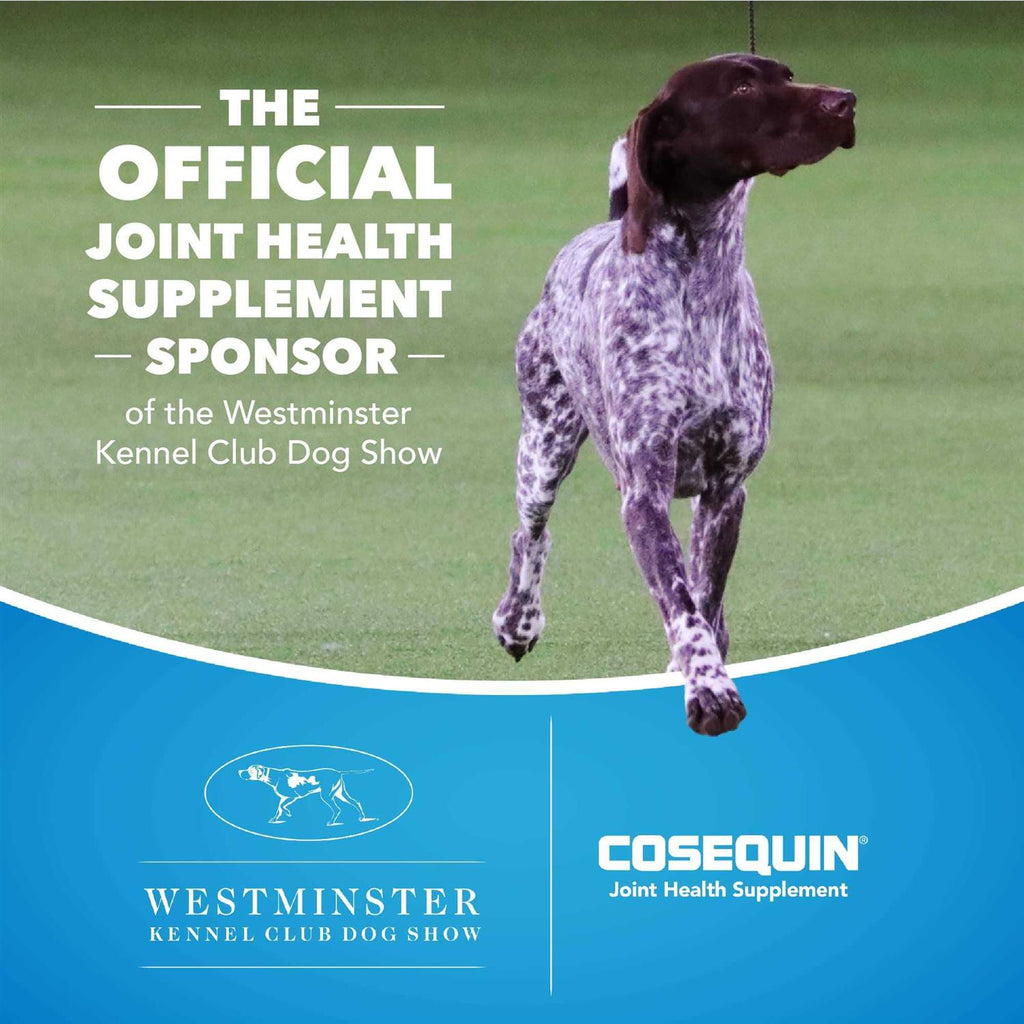 Joint Support Supplement with MSM and HA for Dogs D953
