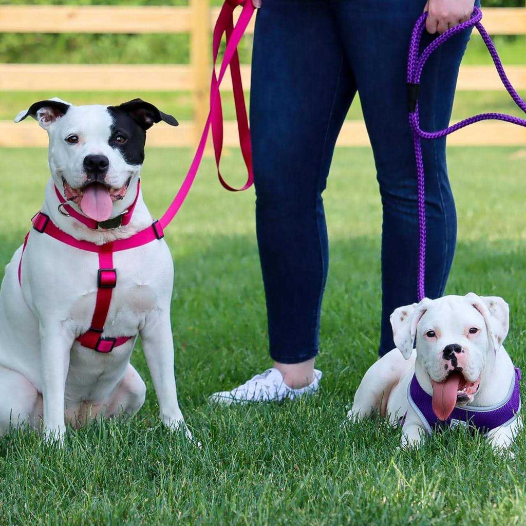 Adjustable Nylon Dog Harness V162551