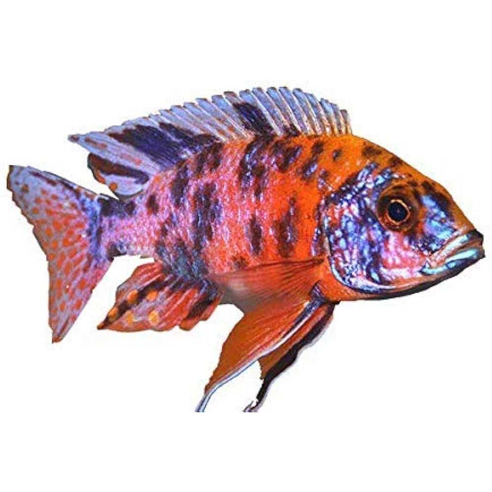 Cichlid Fish Food for African Cichlids, Tetras & Tropical Fish A52149