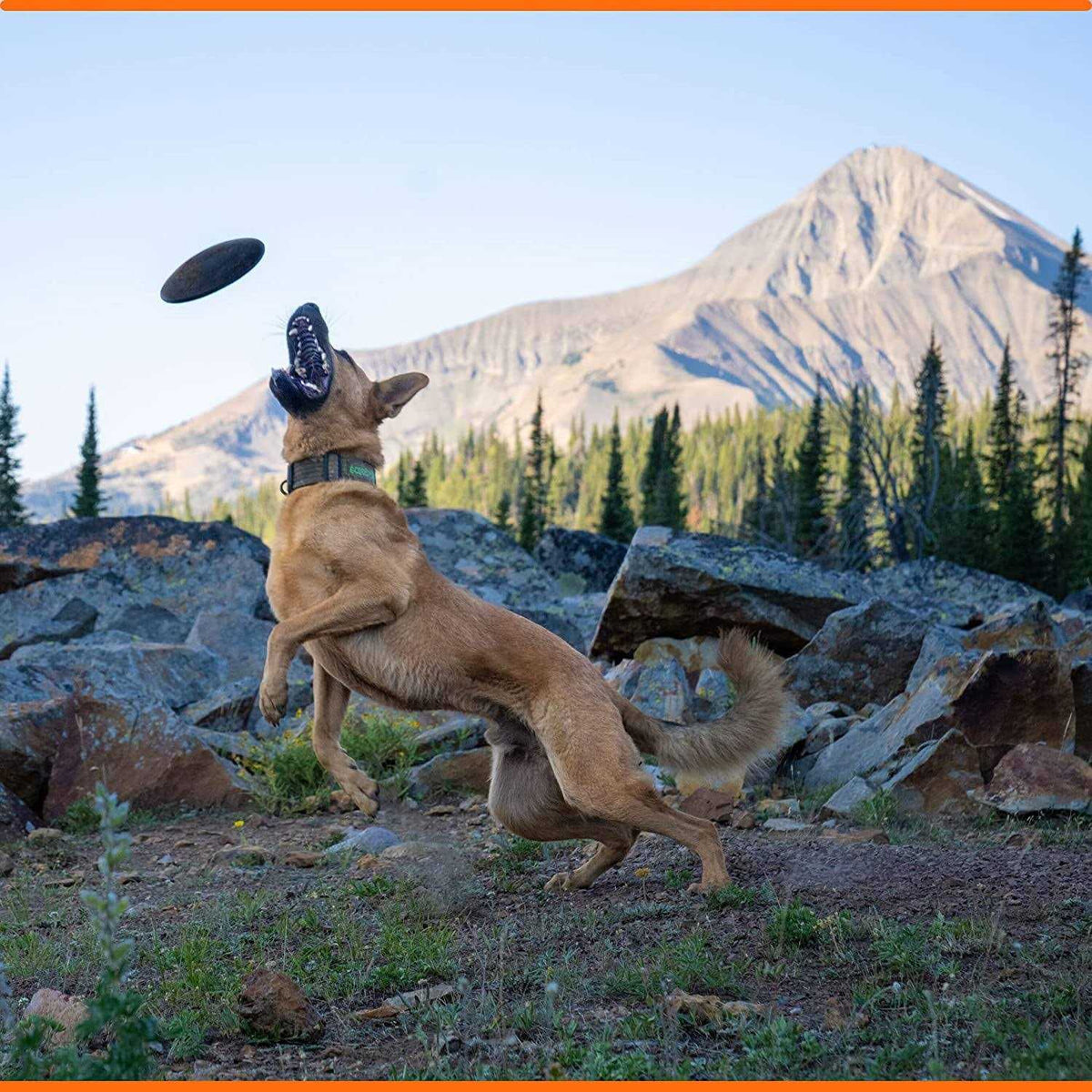 Dog Toy Flying Disc O597