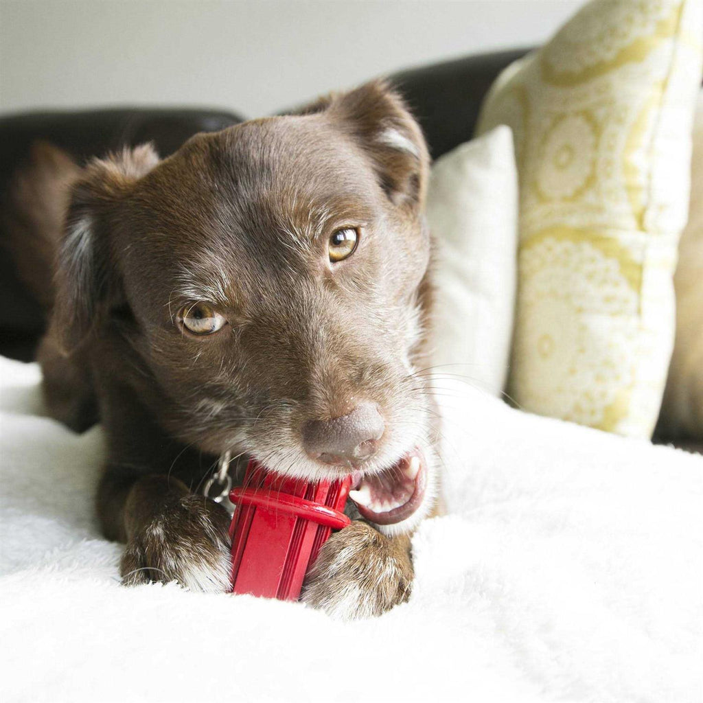 Dental Stick for Dogs U547