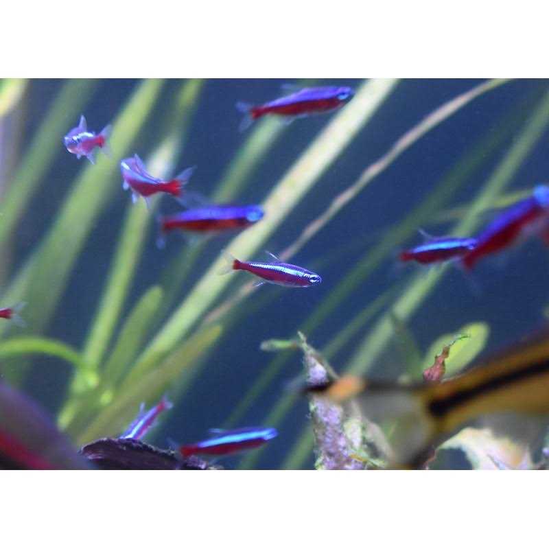 Pet water conditioner for aquarium U55999