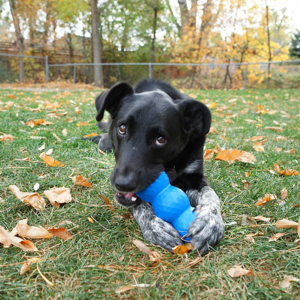 Dog Toy V3577