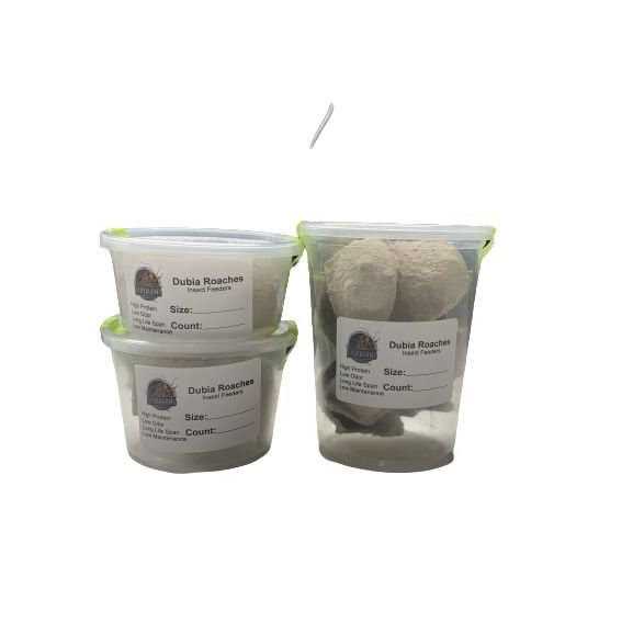 Dubia Roach Hornworm Superworm Live Feeder Combo Reptile Food T958