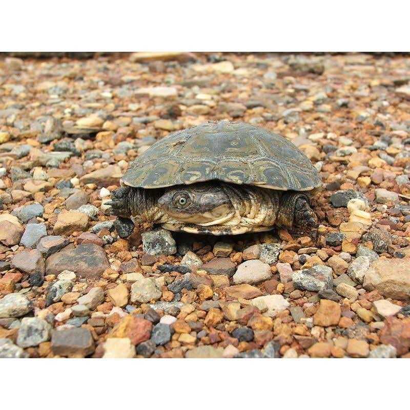 Aquatic Turtle Habitat Kit S178245