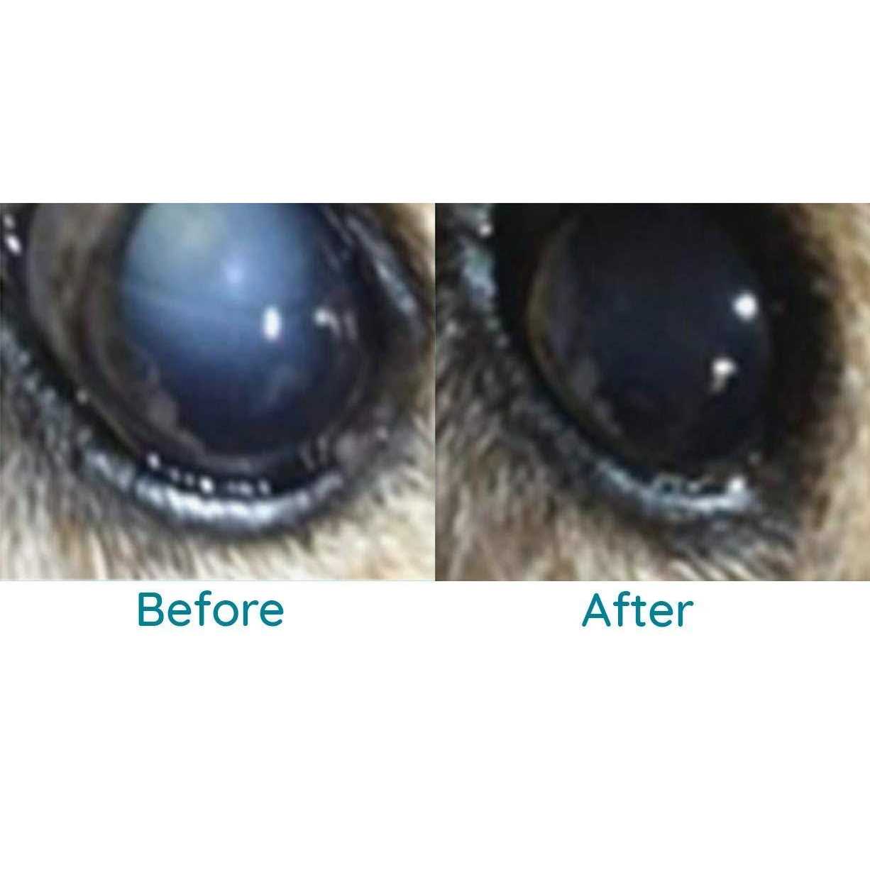 Pet Eye Drops for Cataracts H927588