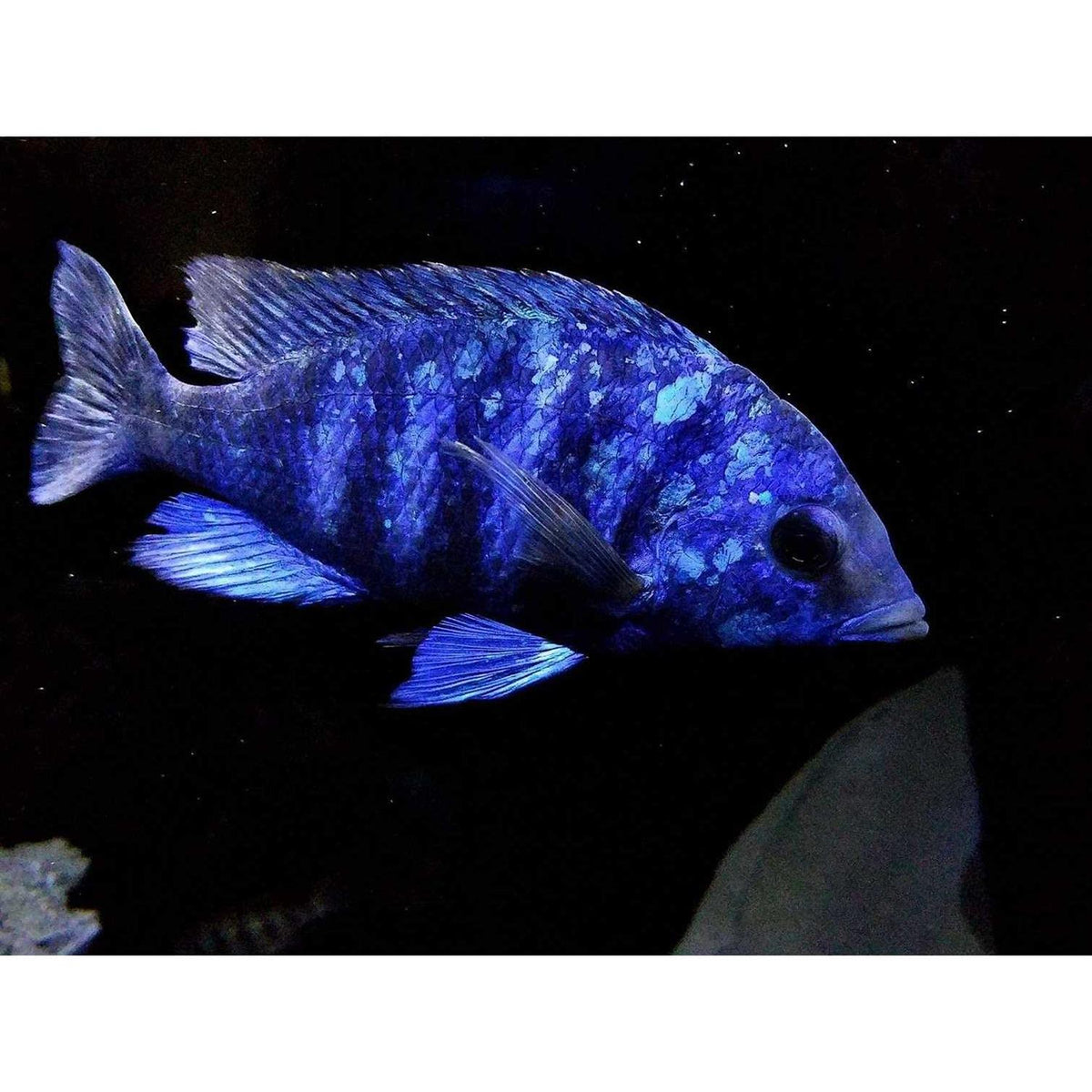 Cichlid Fish Food for African Cichlids, Tetras & Tropical Fish A52149