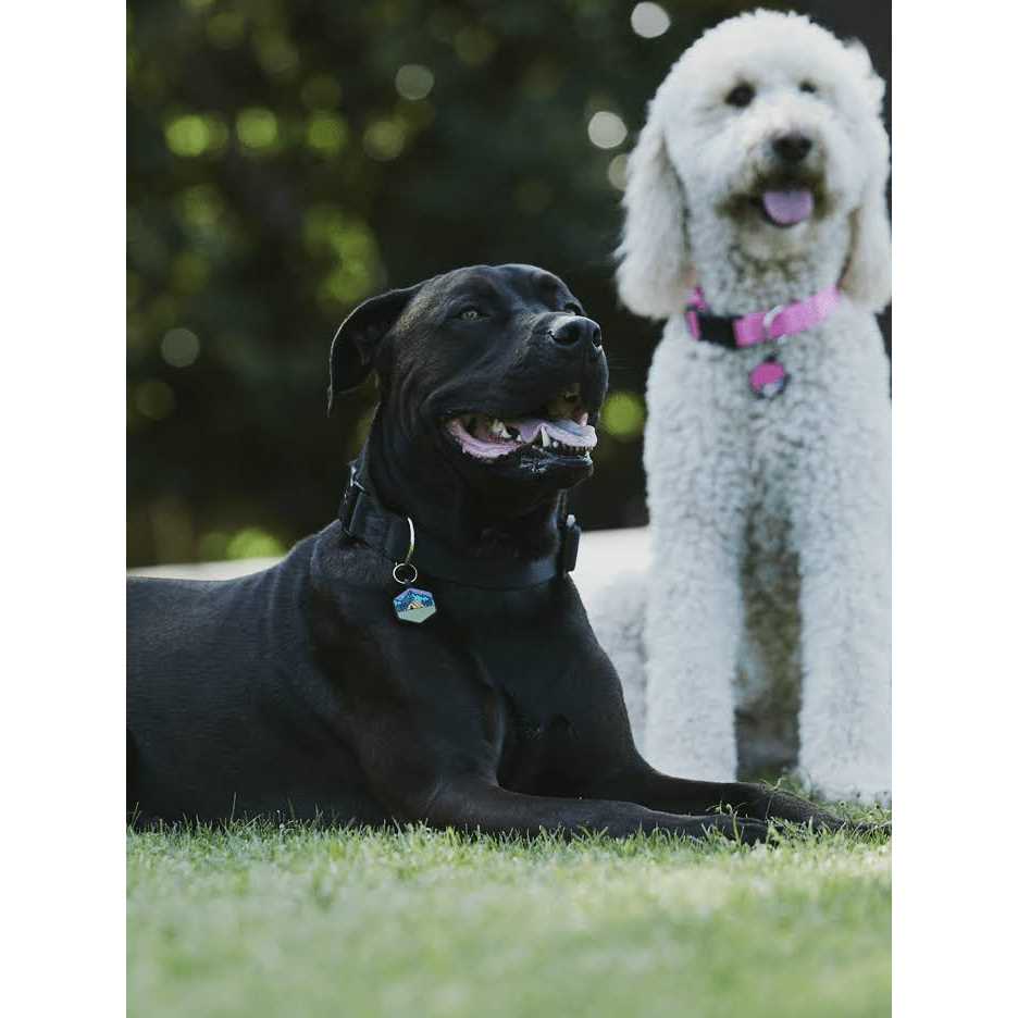 Silicone Dog ID Tag Y9962