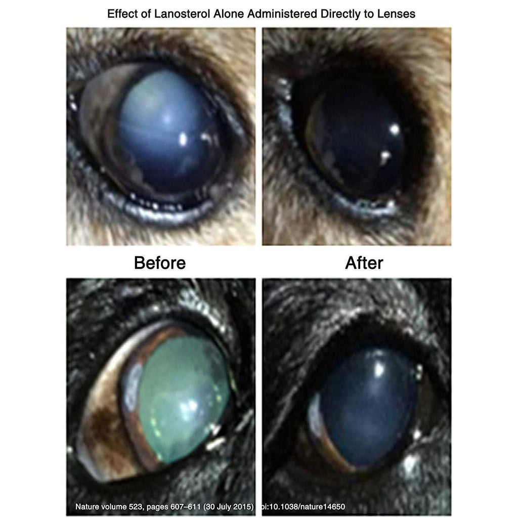 Pet Eye Drops for Cataracts H927588