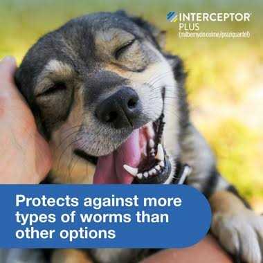 Interceptor Plus for Dogs A280707