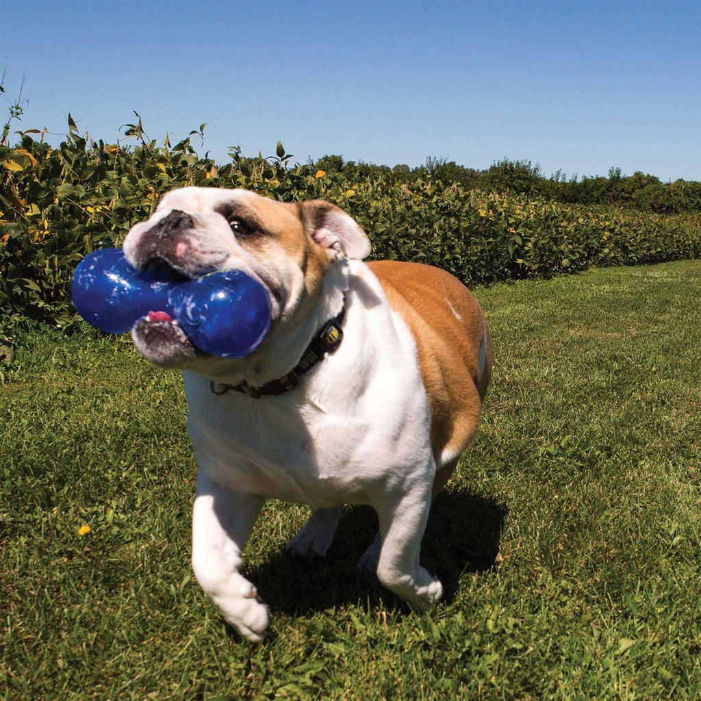 Dumbbell Dog Toy P551