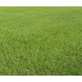 SeedRanch Pensacola Bahia Lawn Grass Seed Raw - 10 lbs.