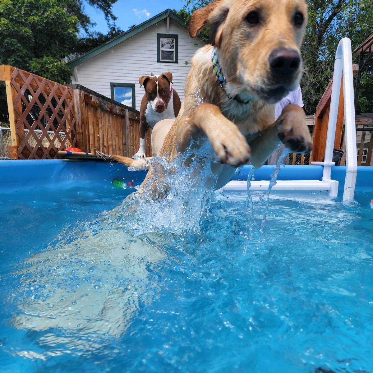 Dog Pool Ramp for Pets H7869