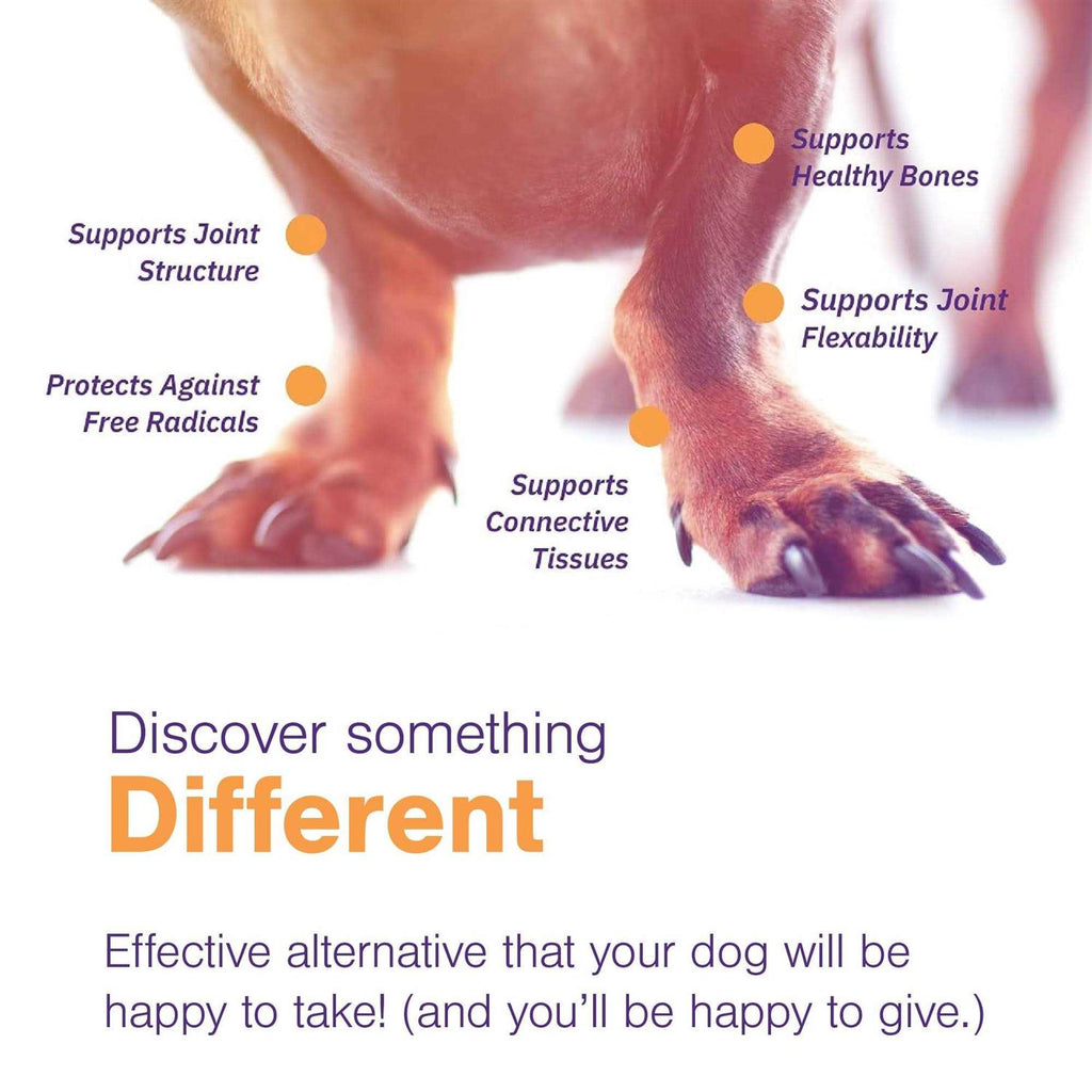 Joint Support Soft Chews for Dogs R570838