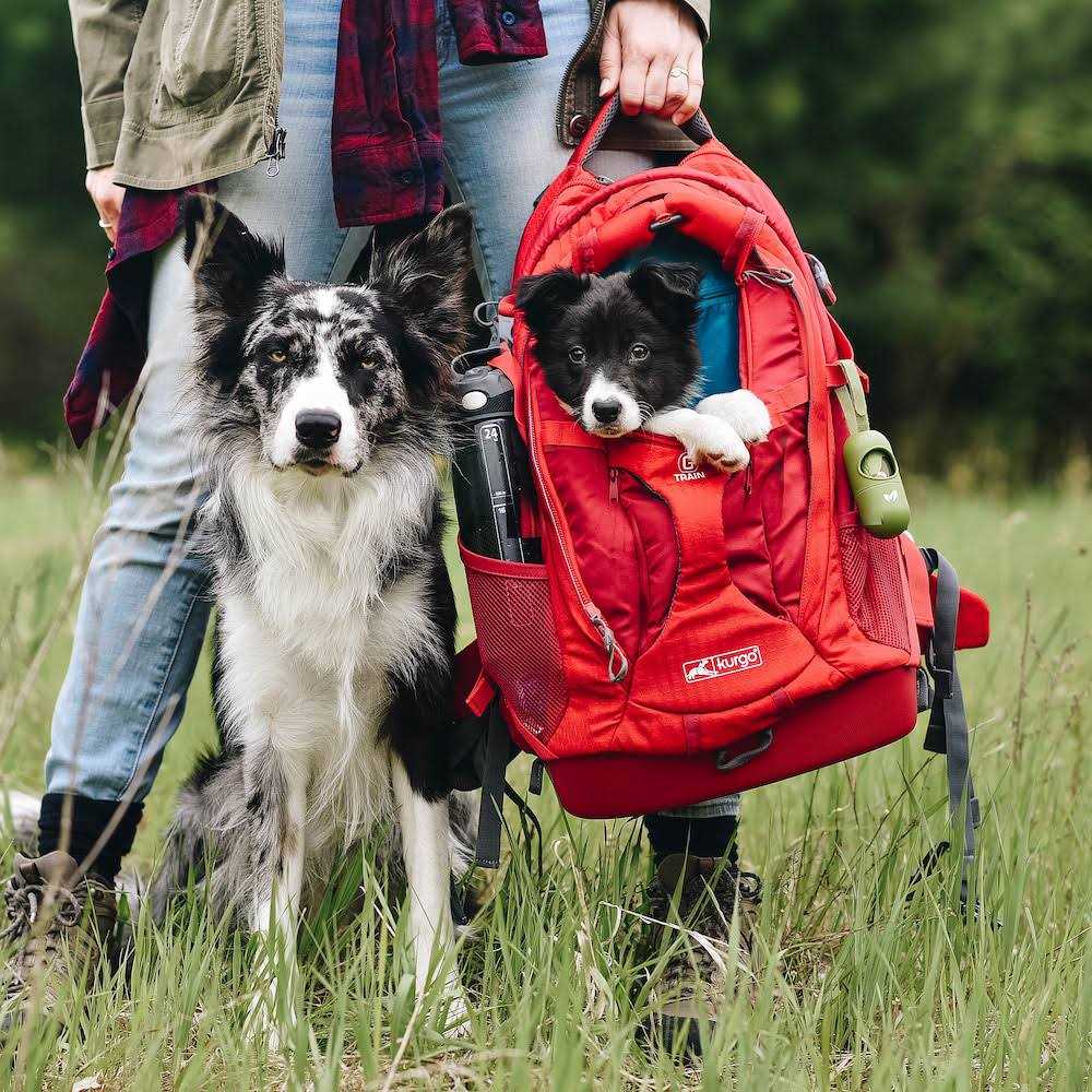 Backpack Dog Carrier Z49499
