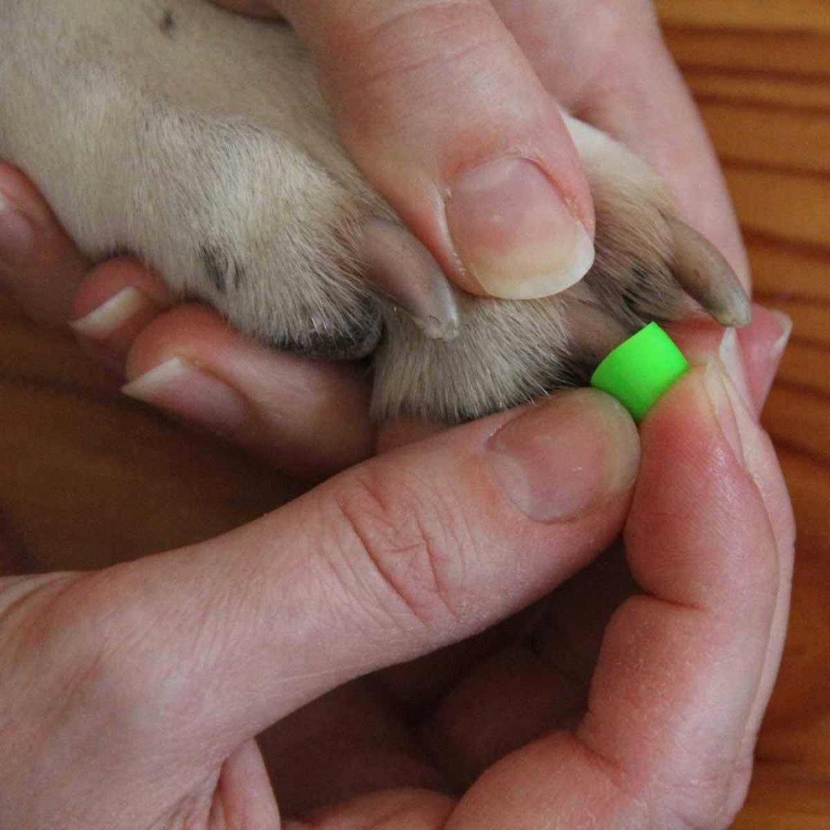 Large Toegrips for Dogs Traction on Hardwood Floors I955