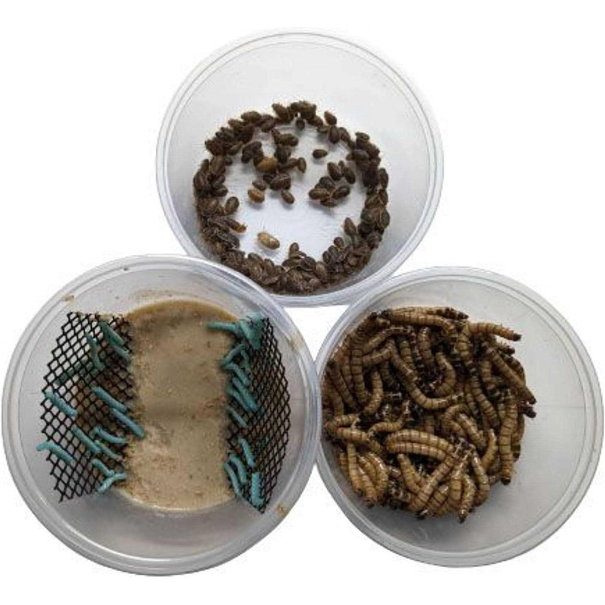 ABDragons Dubia Small Roach Hornworm &amp; Superworm Live Feeder Combo Reptile Food - Pet Supplies online store