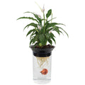 Penn Plax Nature's Aqua-Ponic Planter &amp; Fish Habitat - Pet Supplies online store